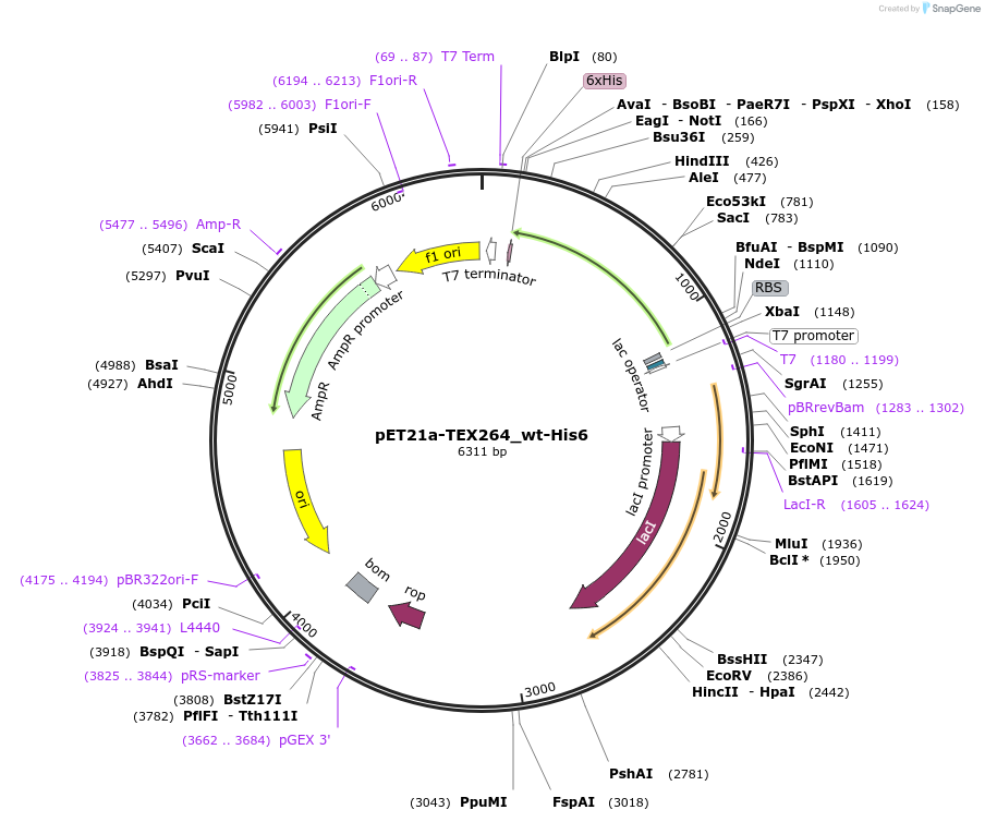 220214-plasmid-map-sequence-id-443905