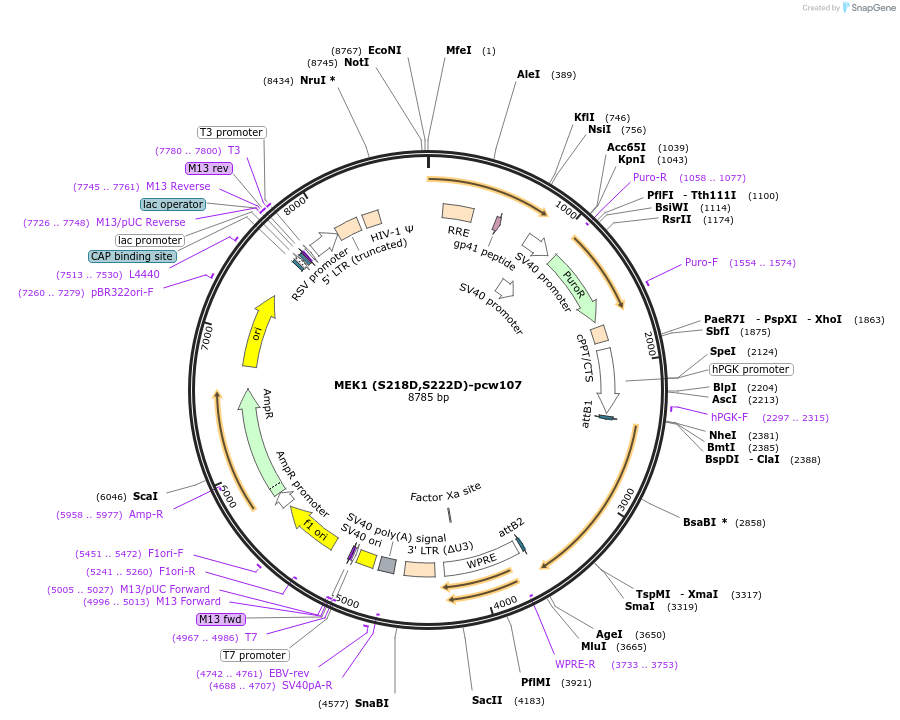64604-plasmid-map-sequence-id-443919