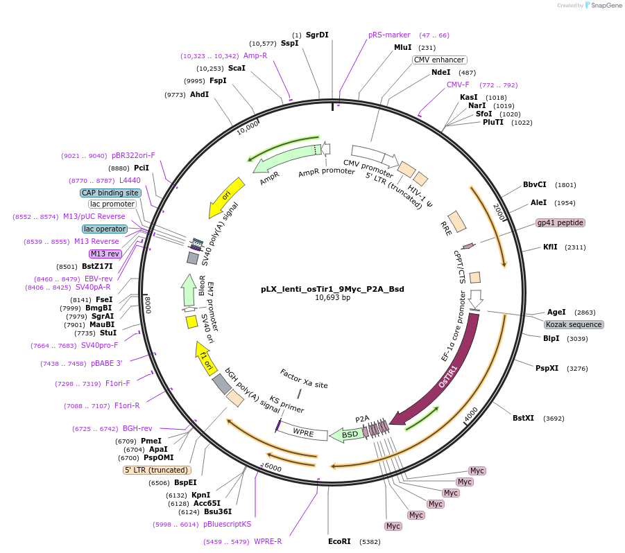 139746-plasmid-map-sequence-id-443921