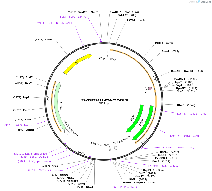 220810-plasmid-map-sequence-id-443924