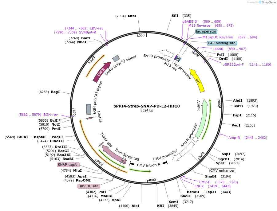 223578-plasmid-map-sequence-id-444023
