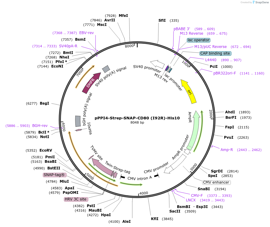 223580-plasmid-map-sequence-id-444029
