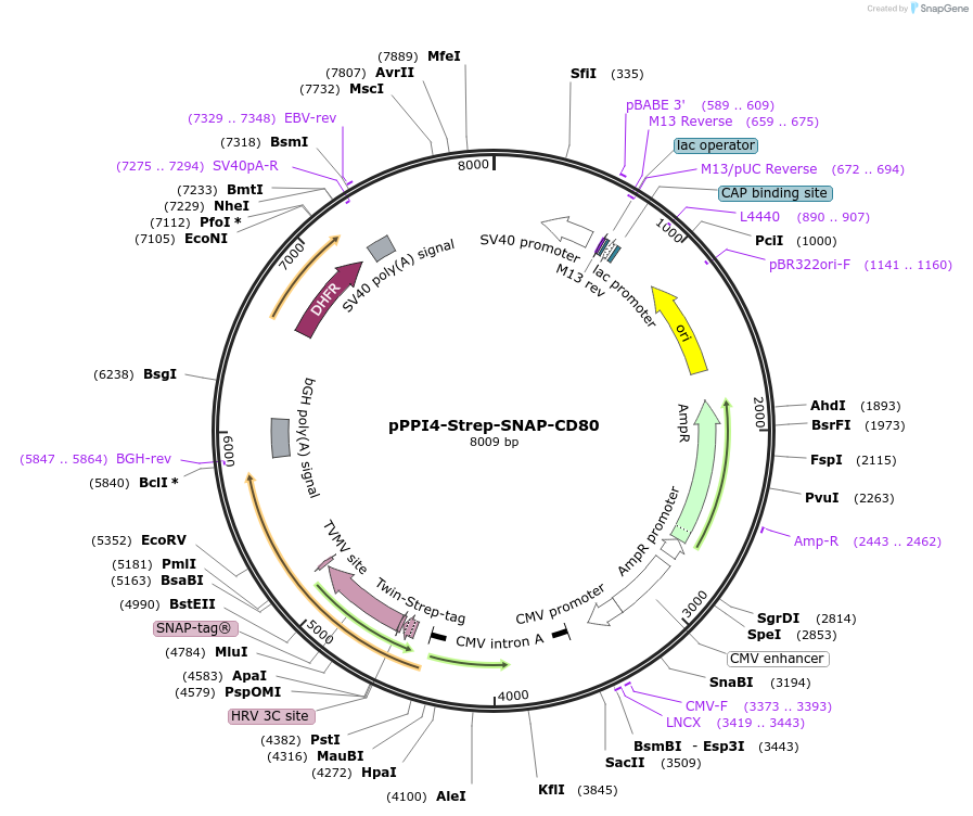 223581-plasmid-map-sequence-id-444030