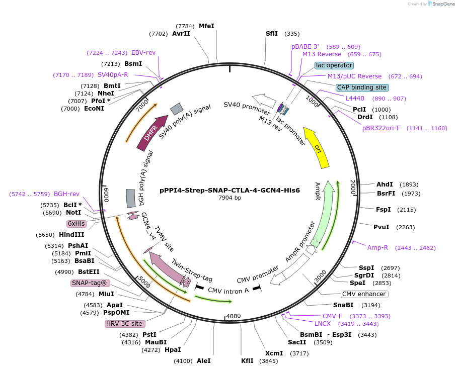 223582-plasmid-map-sequence-id-444032