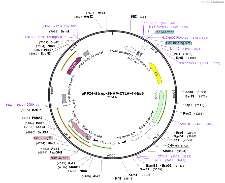 223583-plasmid-map-sequence-id-444034