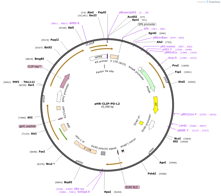 223587-plasmid-map-sequence-id-444041