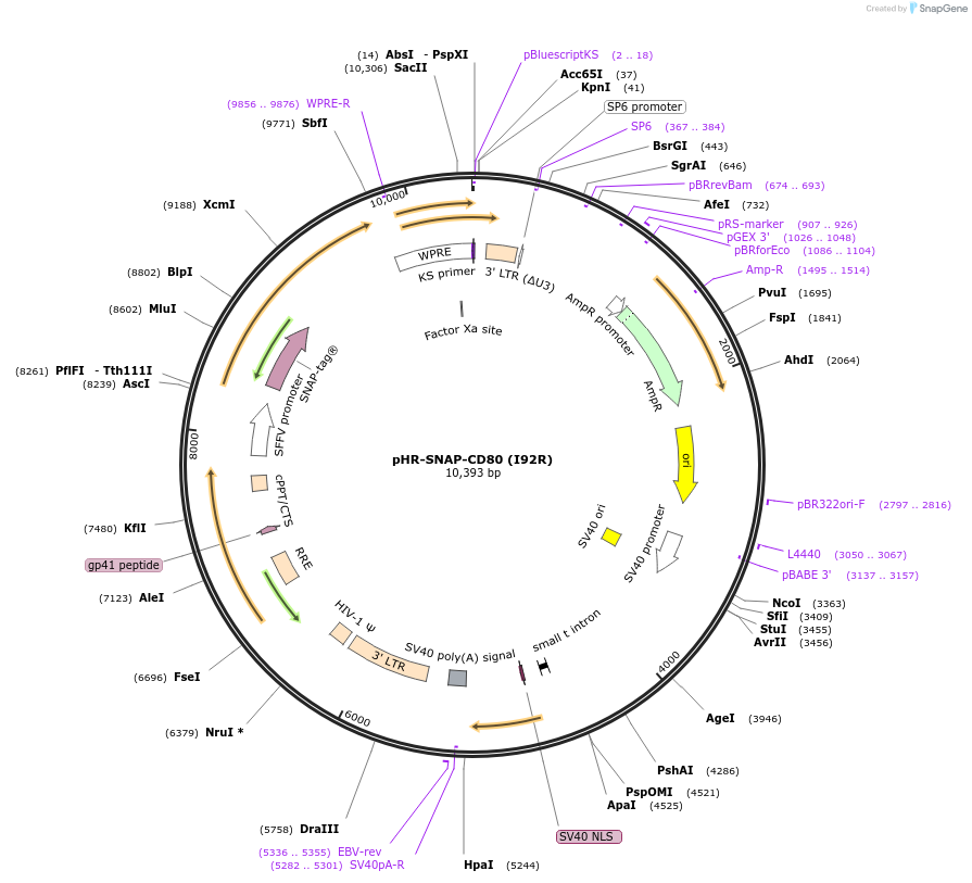 223589-plasmid-map-sequence-id-444043