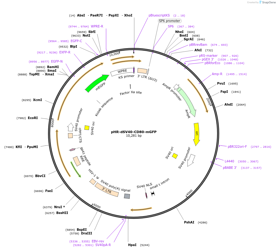 223592-plasmid-map-sequence-id-444046
