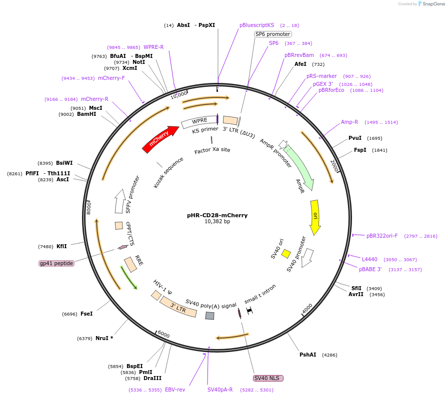 223593-plasmid-map-sequence-id-444047