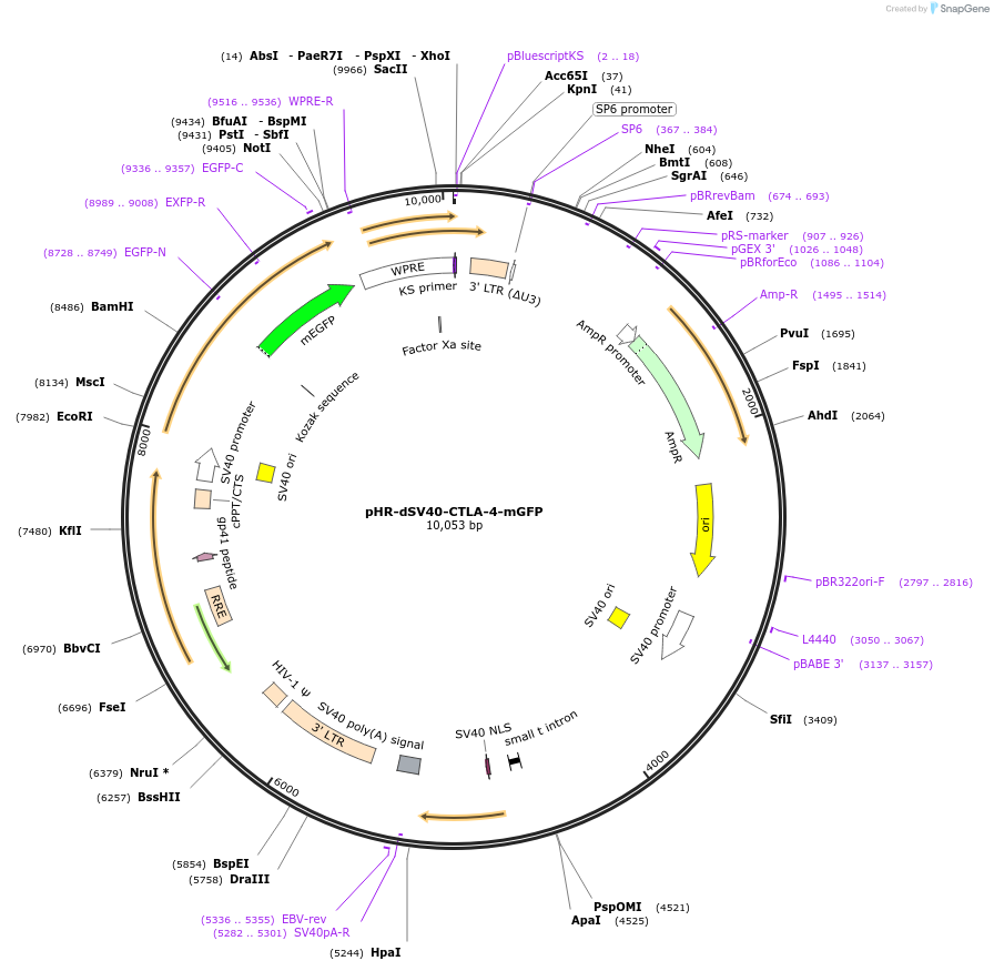 223594-plasmid-map-sequence-id-444049