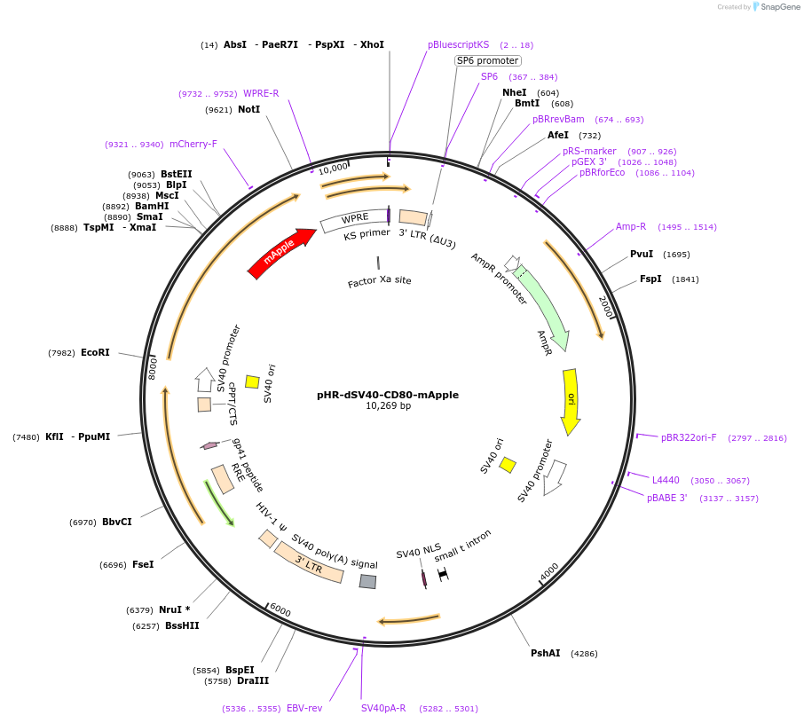 223595-plasmid-map-sequence-id-444050