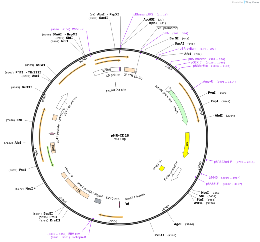223596-plasmid-map-sequence-id-444051