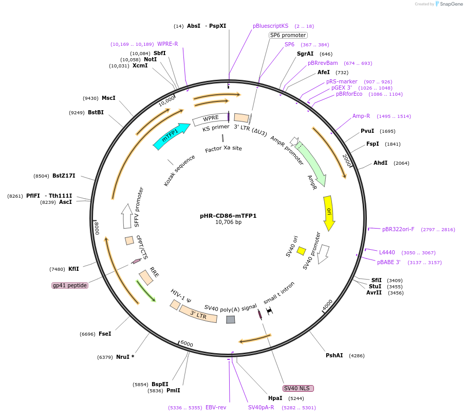 223606-plasmid-map-sequence-id-444060