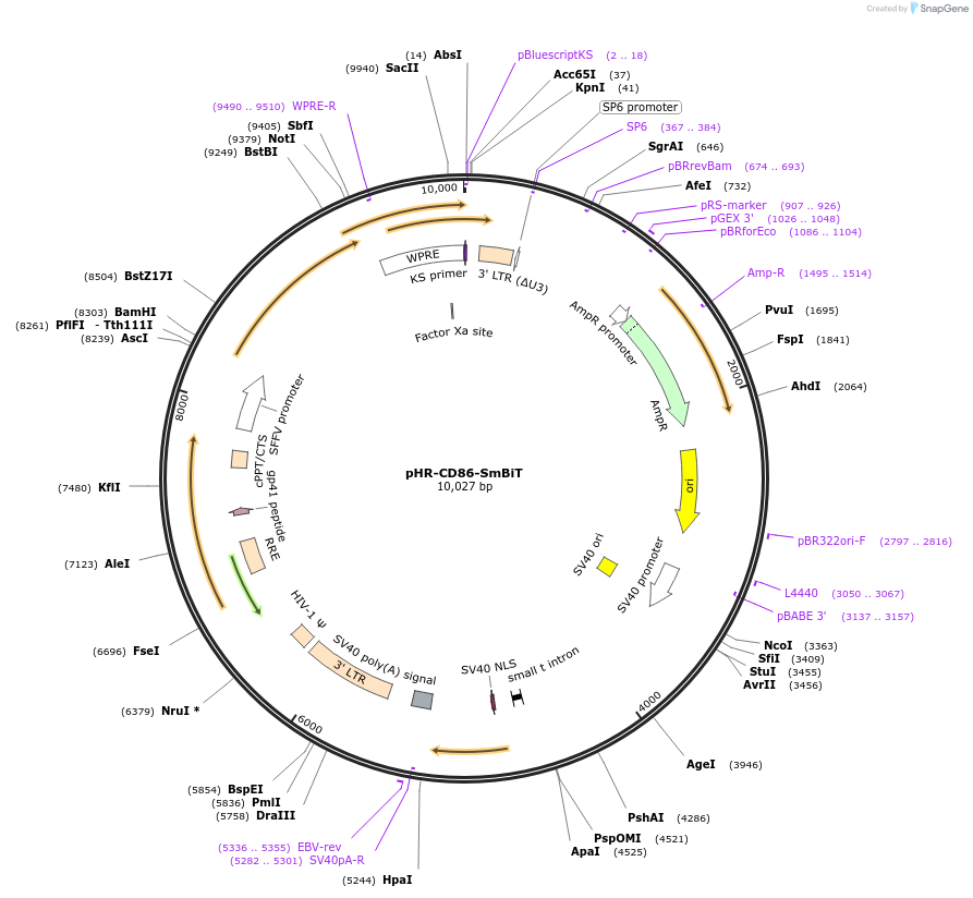 223618-plasmid-map-sequence-id-444078
