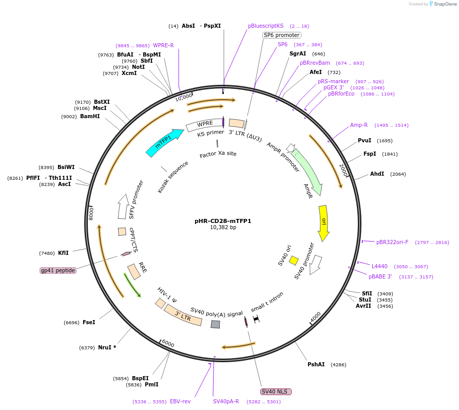 223638-plasmid-map-sequence-id-444098