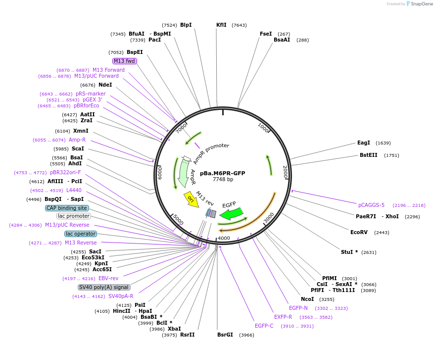 224407-plasmid-map-sequence-id-444101