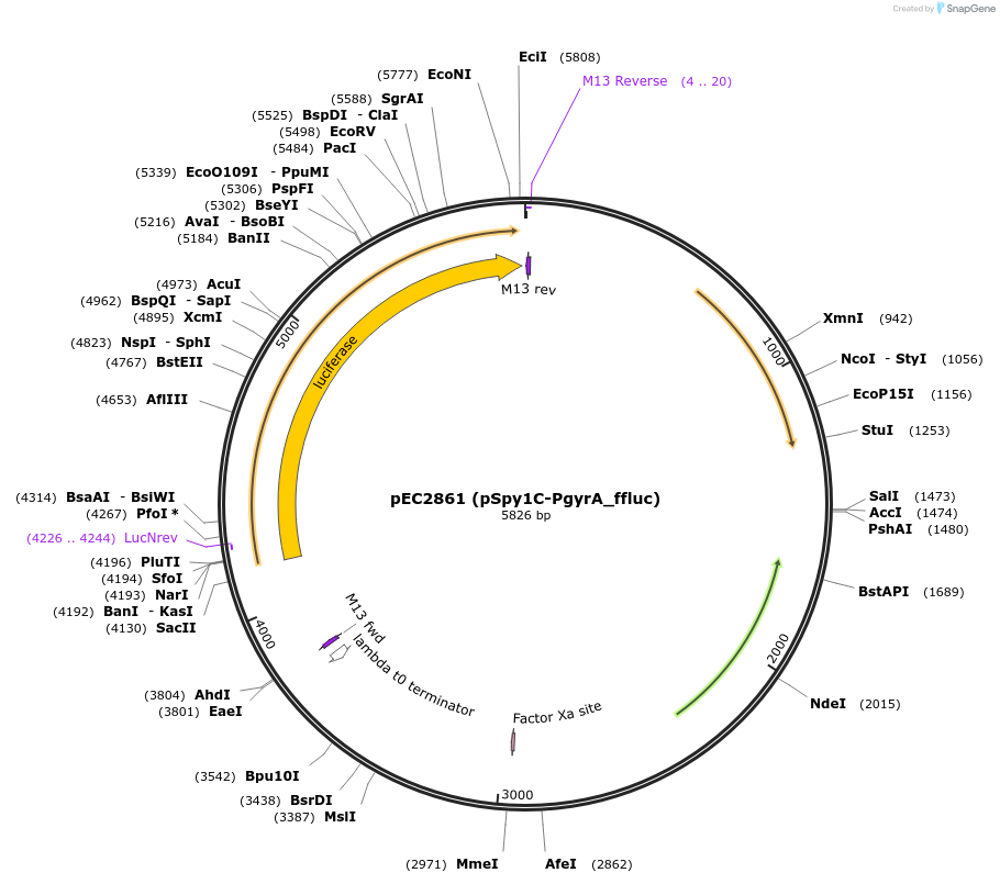 218511-plasmid-map-sequence-id-444105