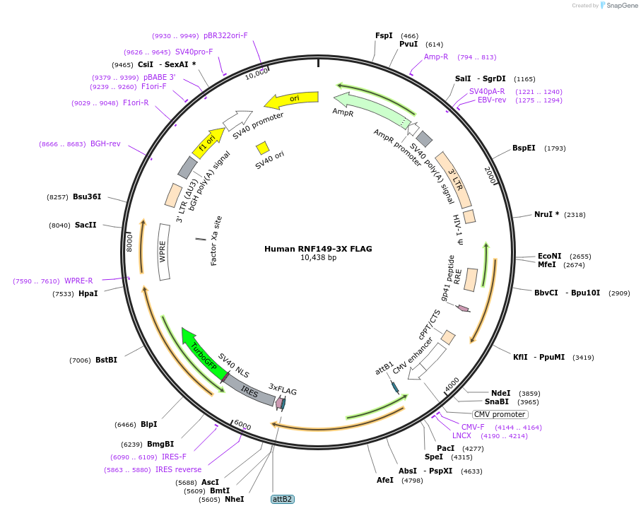 225332-plasmid-map-sequence-id-444148