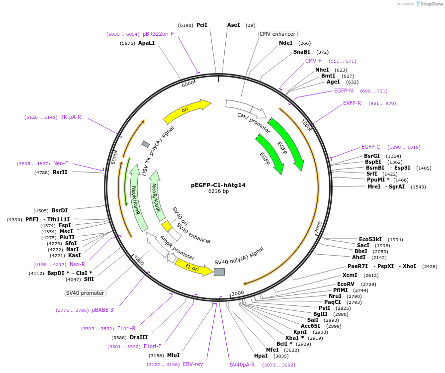 24295-plasmid-map-sequence-id-444149