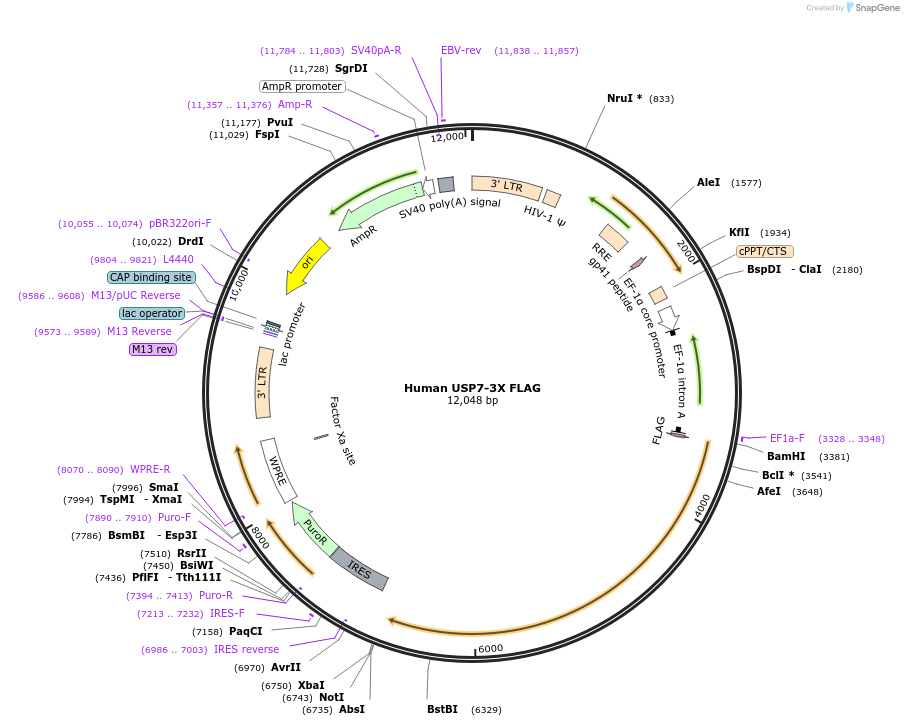 225334-plasmid-map-sequence-id-444150