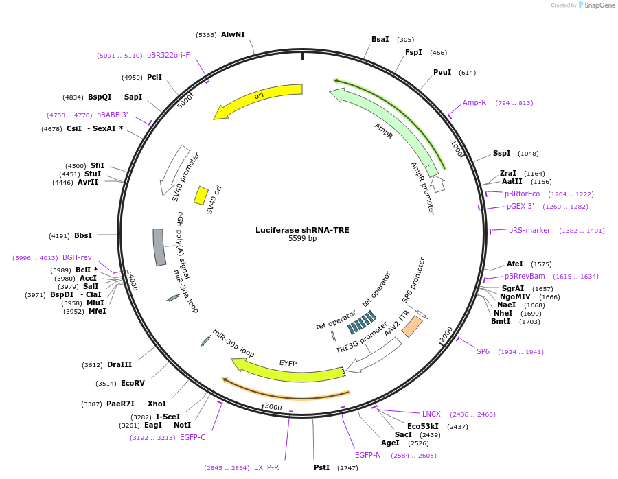 225339-plasmid-map-sequence-id-444154