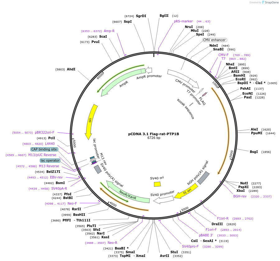 35988-plasmid-map-sequence-id-44418