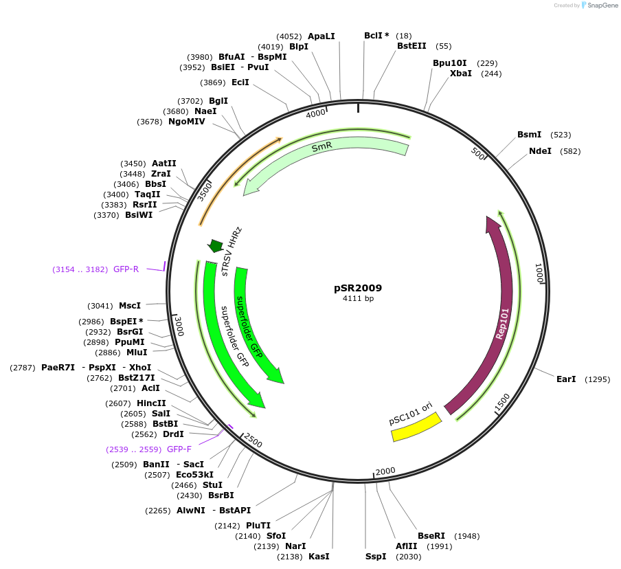 222399-plasmid-map-sequence-id-444189