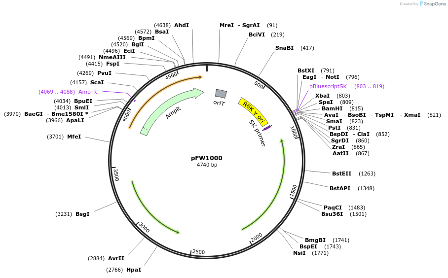 224210-plasmid-map-sequence-id-444250