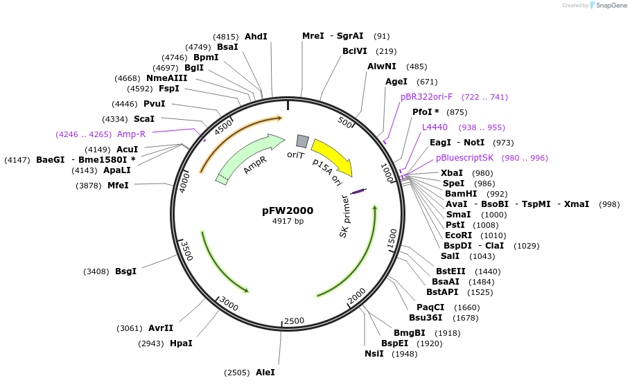 224211-plasmid-map-sequence-id-444251