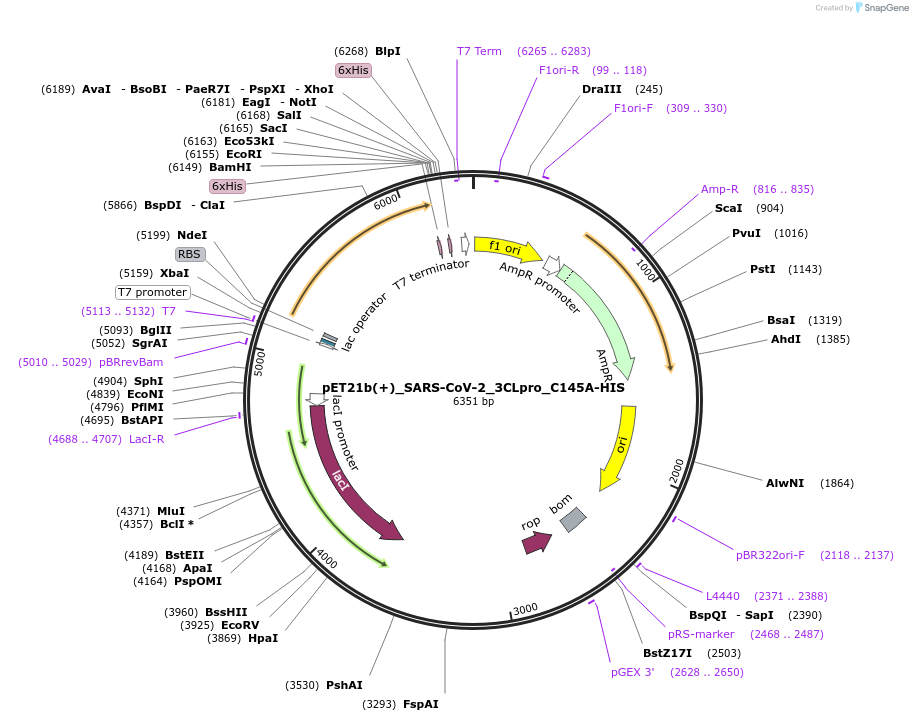 224698-plasmid-map-sequence-id-444264