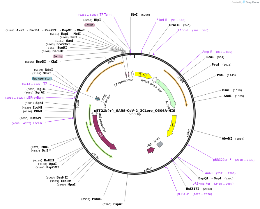 224697-plasmid-map-sequence-id-444276