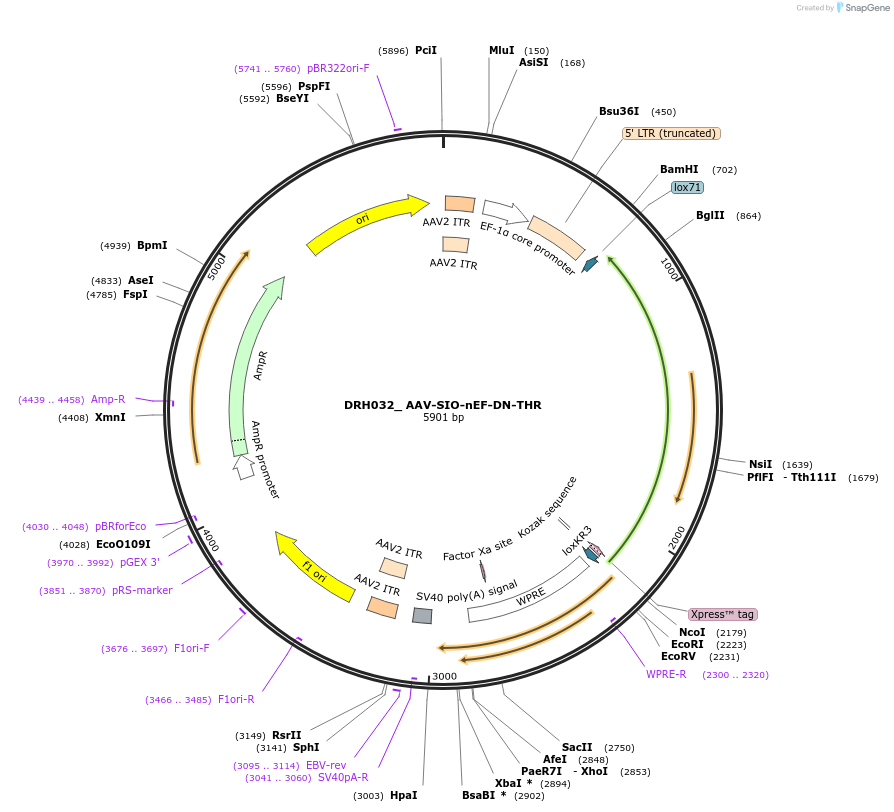 225091-plasmid-map-sequence-id-444307