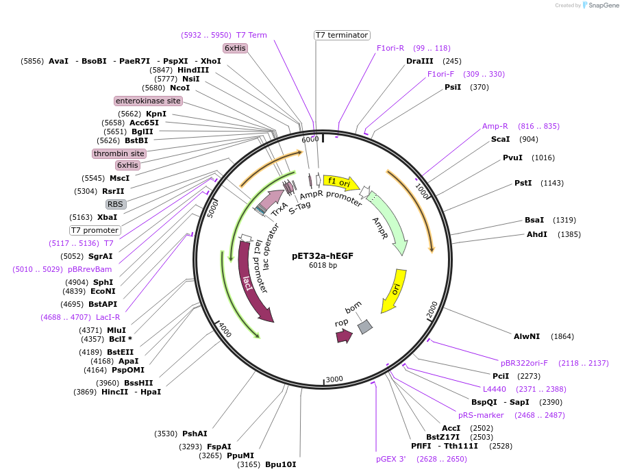 199231-plasmid-map-sequence-id-444315