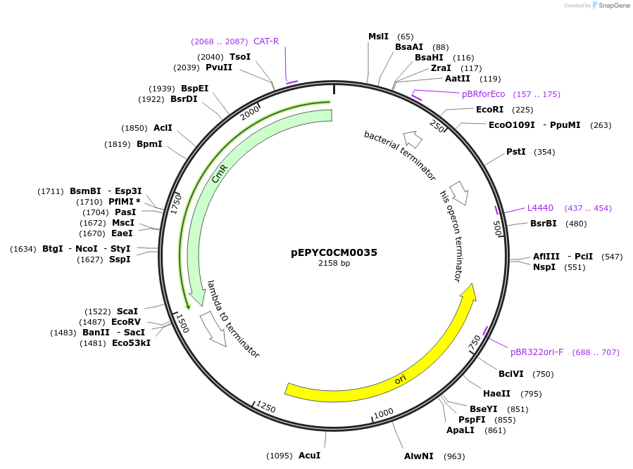 154503-plasmid-map-sequence-id-444352