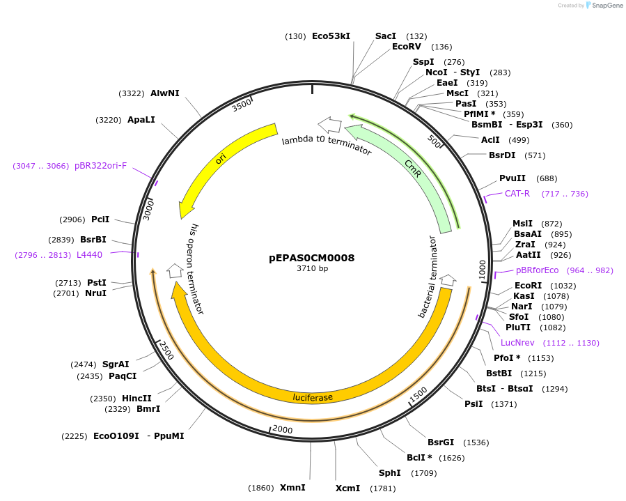 154594-plasmid-map-sequence-id-444354