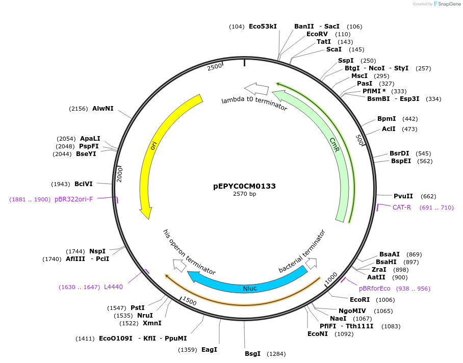 154595-plasmid-map-sequence-id-444355