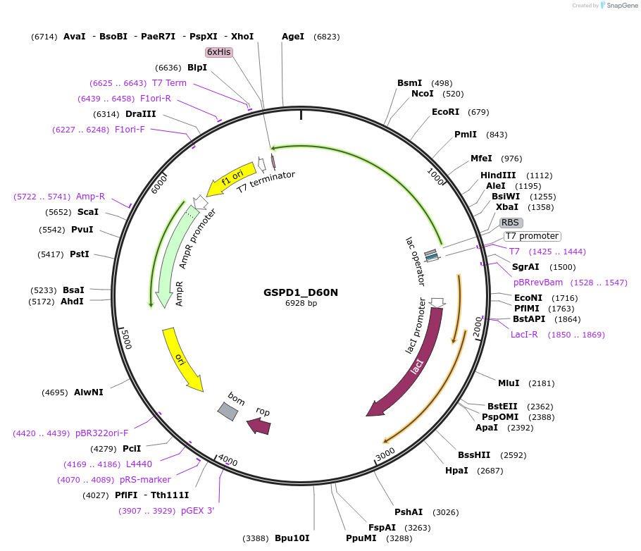 224154-plasmid-map-sequence-id-444357