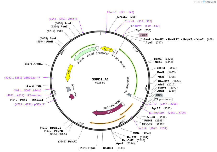 224152-plasmid-map-sequence-id-444358