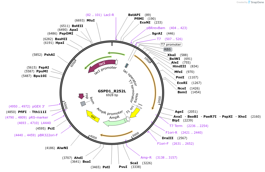 224153-plasmid-map-sequence-id-444360