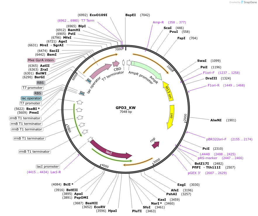 224151-plasmid-map-sequence-id-444362