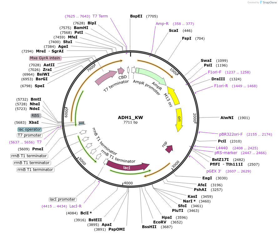 224149-plasmid-map-sequence-id-444365