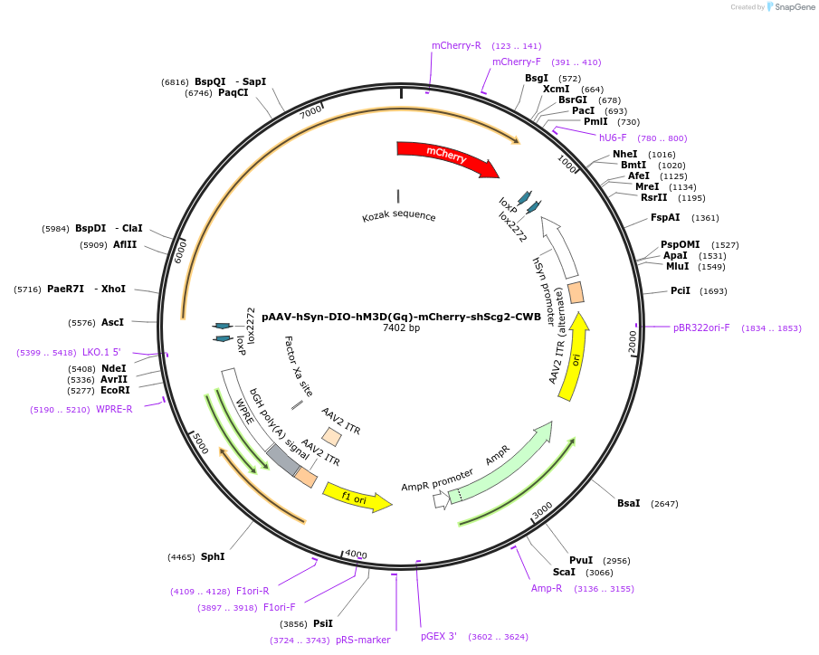 223659-plasmid-map-sequence-id-444380