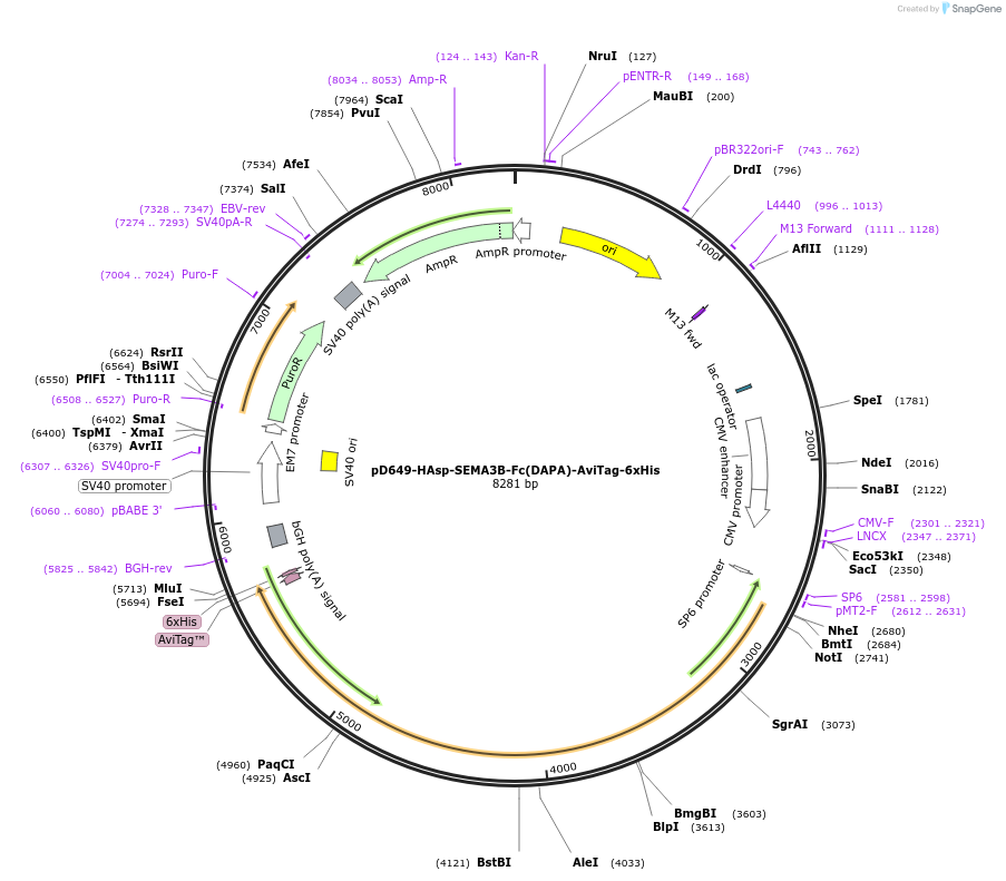 156956-plasmid-map-sequence-id-444398
