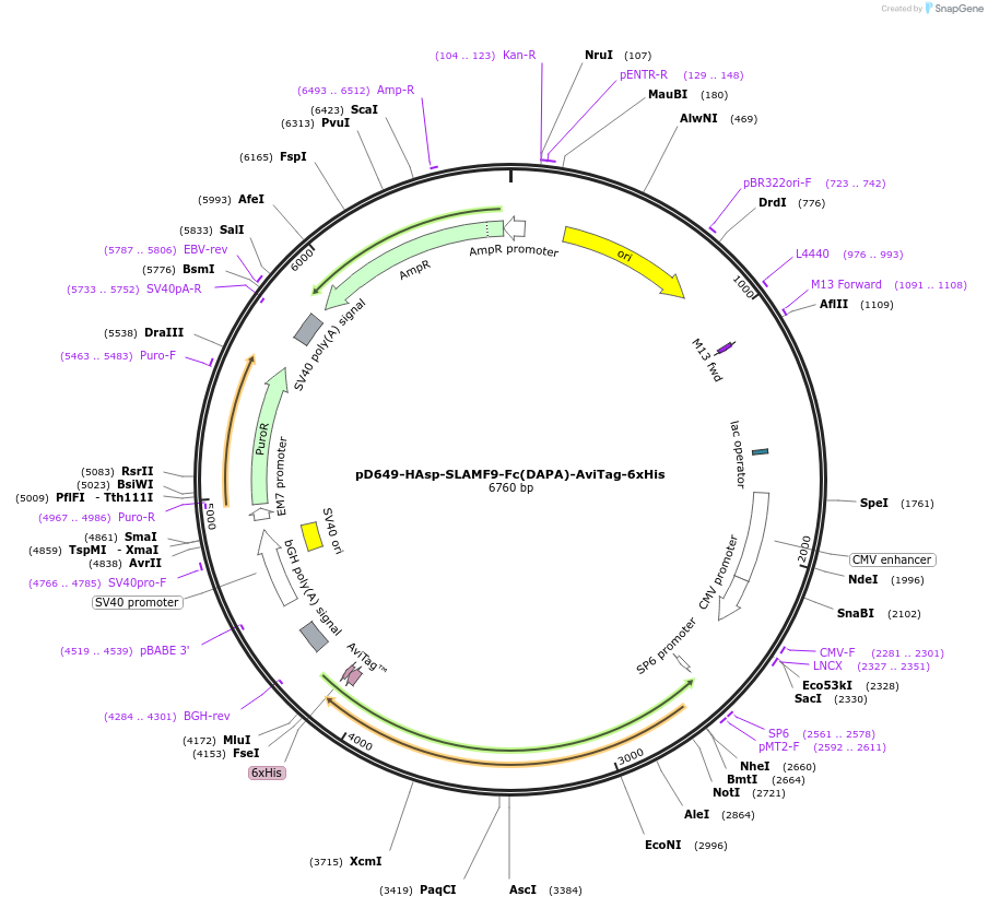 156648-plasmid-map-sequence-id-444411