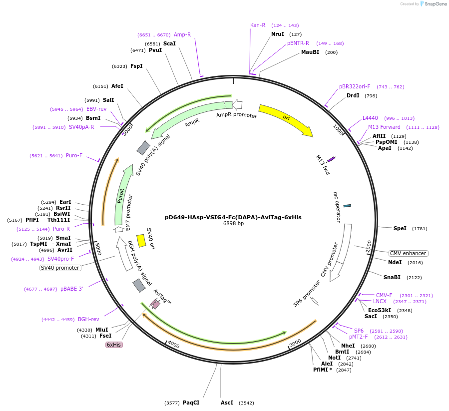 156709-plasmid-map-sequence-id-444421