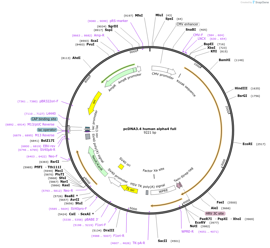 221397-plasmid-map-sequence-id-444496