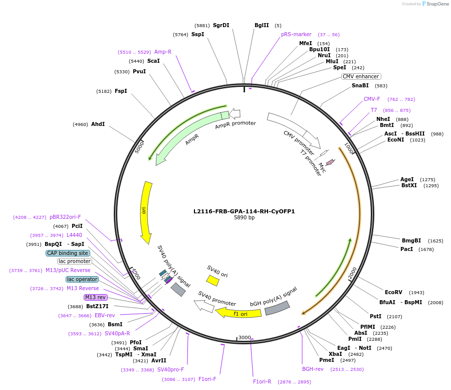 222883-plasmid-map-sequence-id-444497