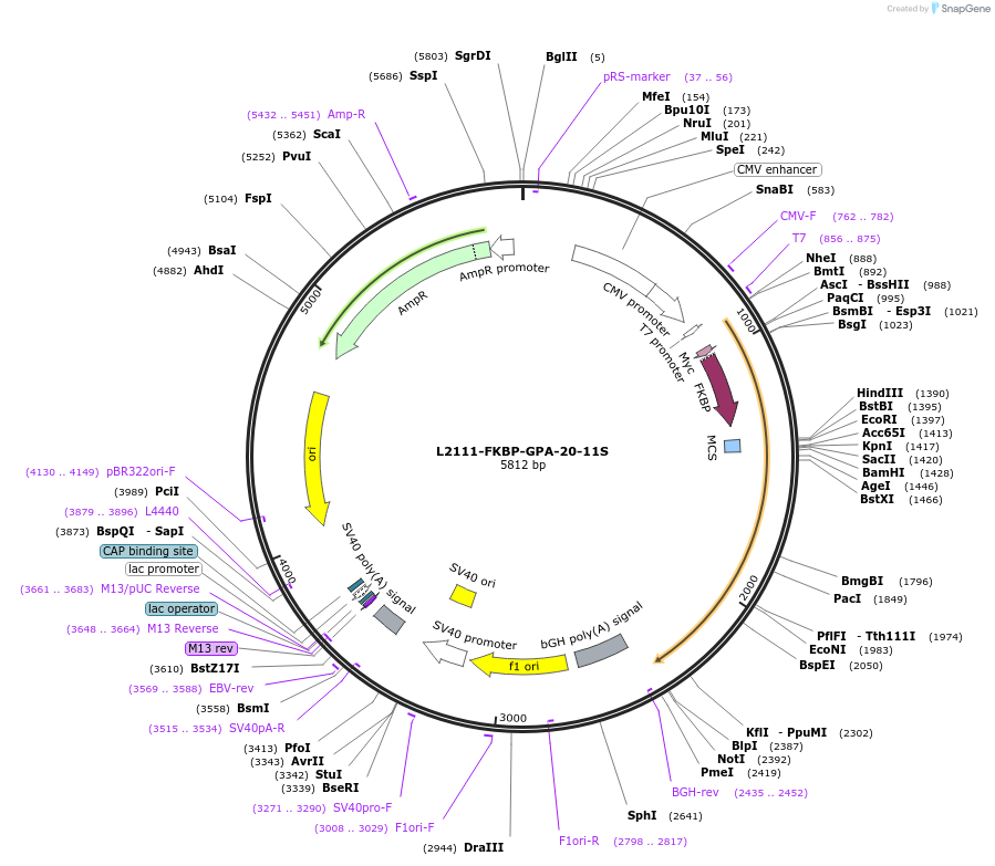 222882-plasmid-map-sequence-id-444498
