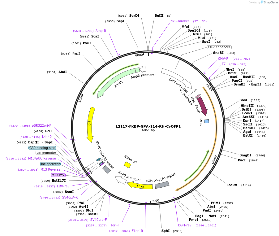 222884-plasmid-map-sequence-id-444499