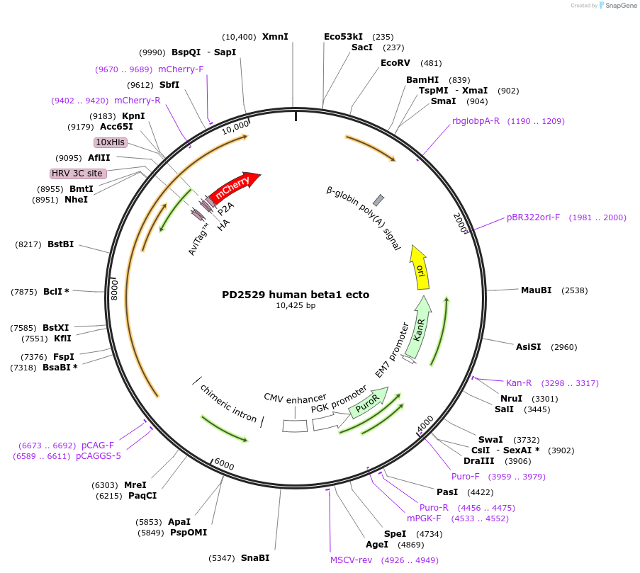221398-plasmid-map-sequence-id-444505